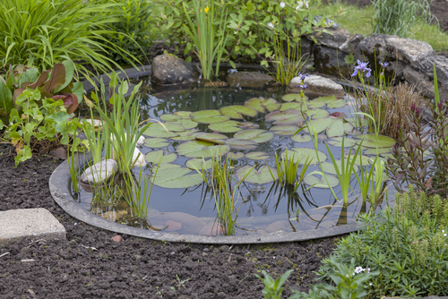 bassin jardin