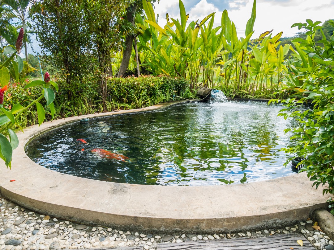 bassin jardin