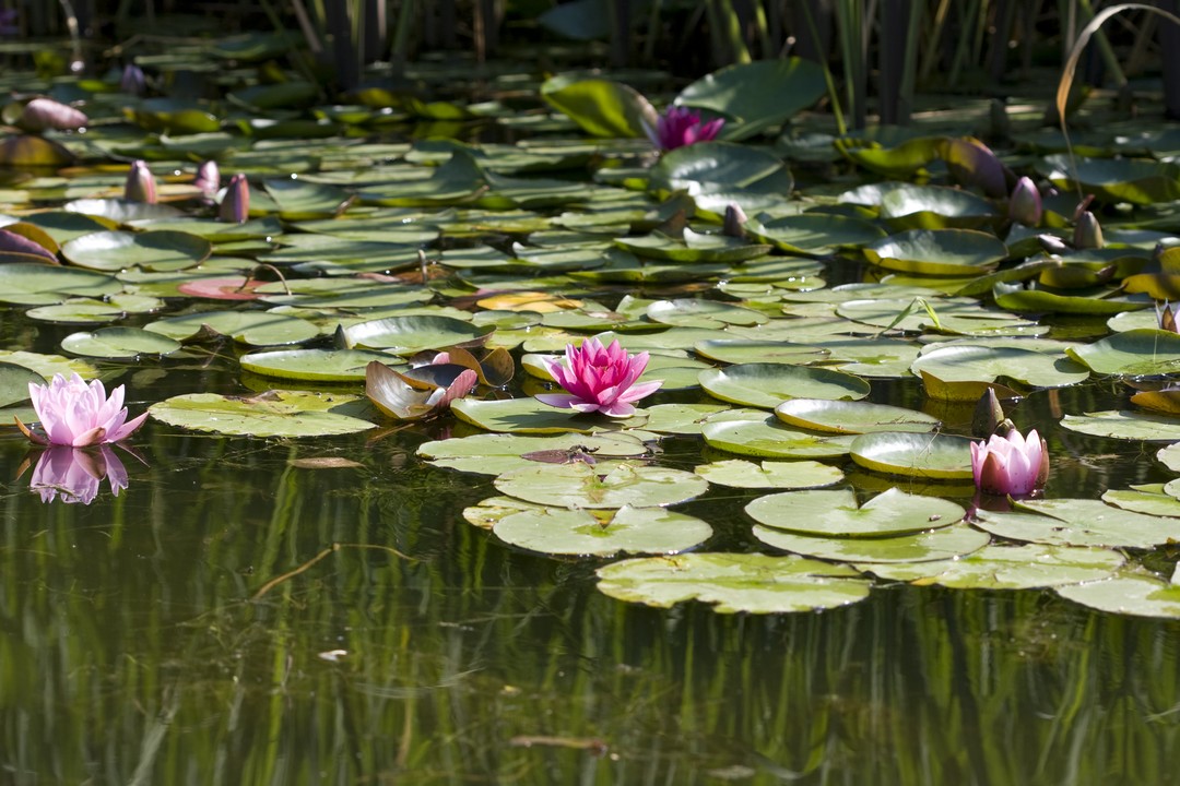 bassin jardin filtre