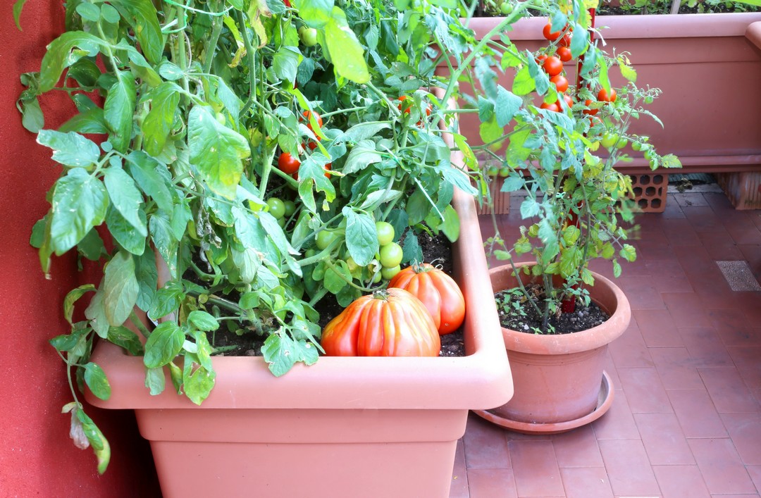coin potager