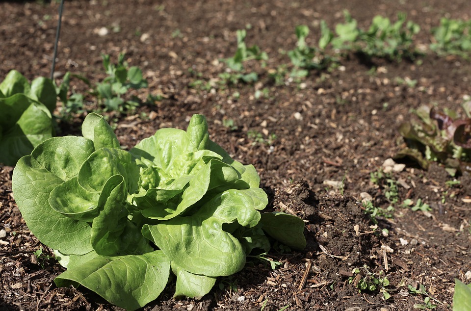 préparer potager