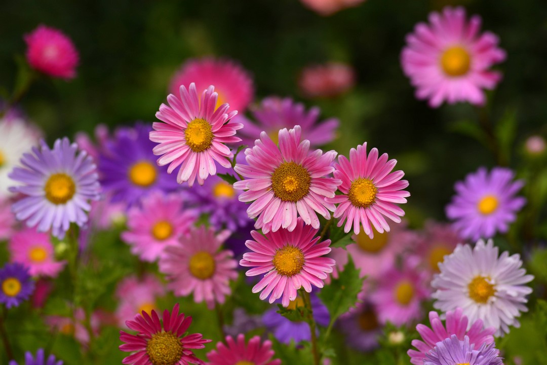 fleurs anti-nuisibles