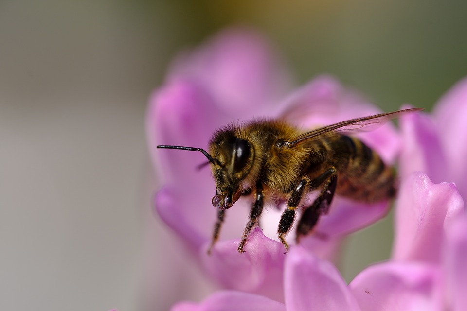 protection abeille