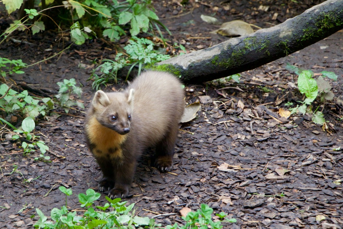 animaux jardin