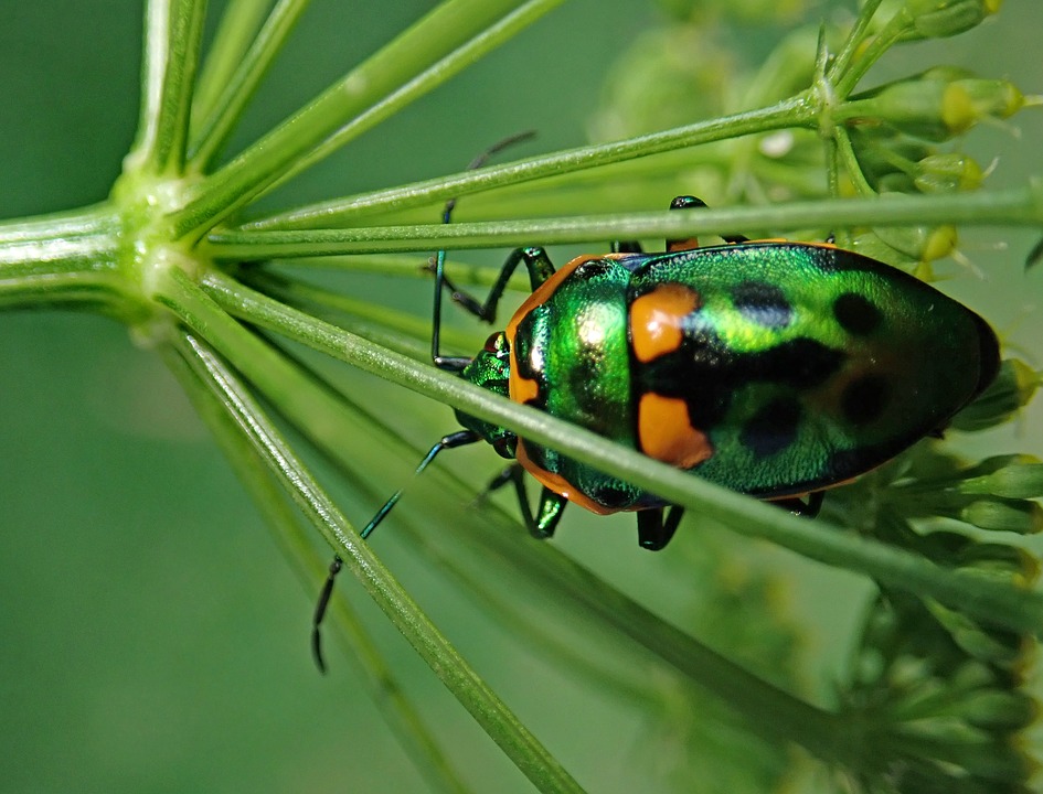 insecte