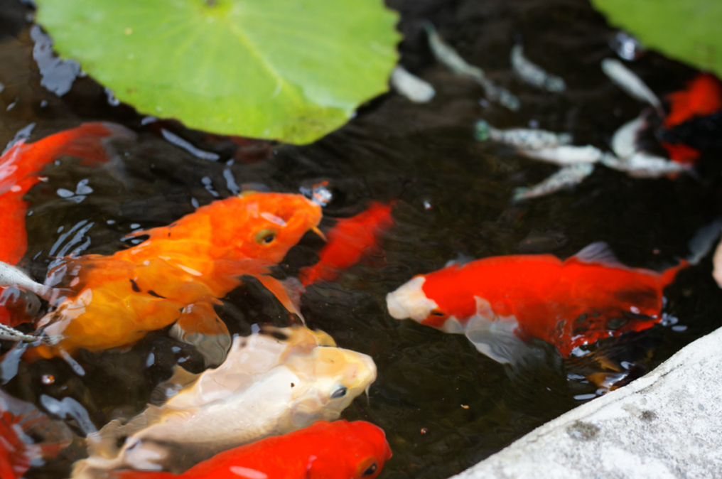 poissons bassin