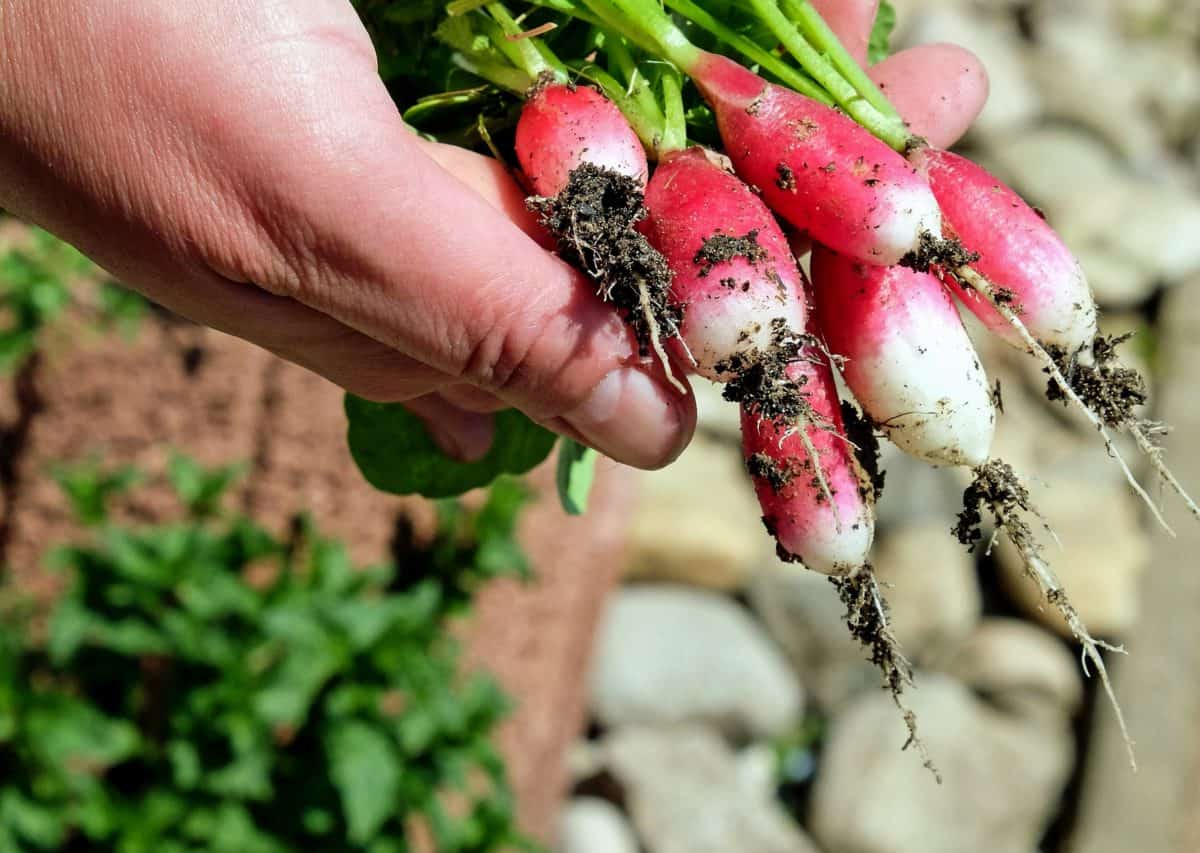 potager jardin