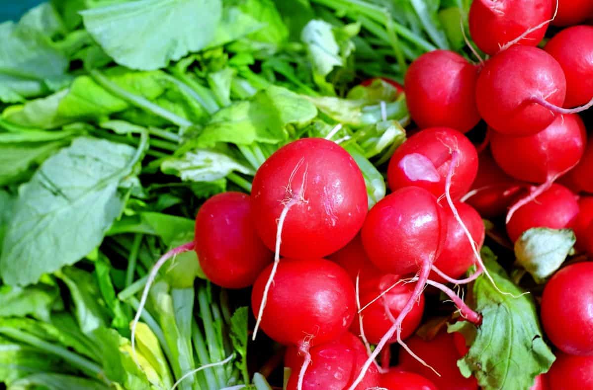 potager
