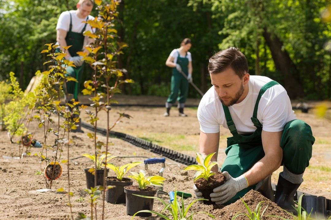 quelles plantes pour son jardin